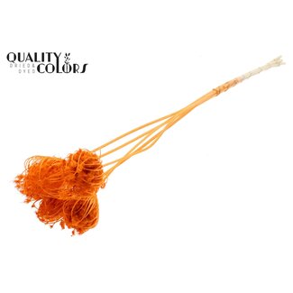 QC Dried Bleached Ammi Majus | Colour: Orange | Queen Anne's Lace Dried Flowers | Diameter ± 4 - 6 centimetres | Length ± 50 centimetres | 5 per bunch