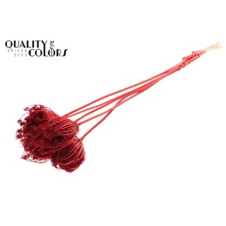 QC Dried Bleached Ammi Majus | Colour: Red | Queen Anne's Lace Dried Flowers | Diameter ± 4 - 6 centimetres | Length ± 50 centimetres | 5 per bunch