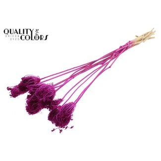 QC Dried Bleached Ammi Majus | Colour: Lilac | Queen Anne's Lace Dried Flowers | Diameter ± 2 - 4 centimetres | Length ± 50 centimetres | 10 per bunch