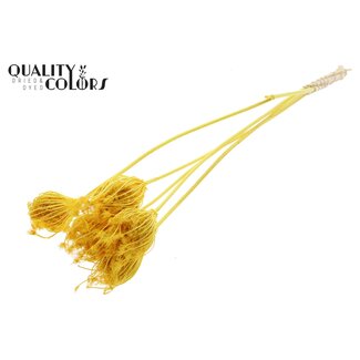 QC Dried Bleached Ammi Majus | Colour: Yellow | Queen Anne's Lace Dried Flowers | Diameter ± 4 - 6 centimetres | Length ± 50 centimetres | 5 per bunch