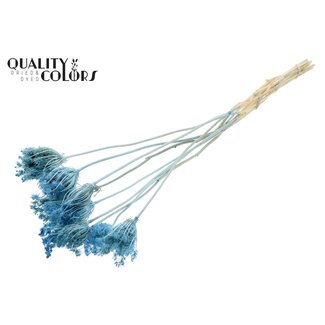 QC Dried Bleached Ammi Majus | Colour: Light Blue | Queen Anne's Lace Dried Flowers | Diameter ± 2 - 4 centimetres | Length ± 50 centimetres | 10 per bunch