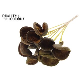 QC Almond on stem | Colour: Yellow | Length of stem approx. 50 centimetres | 10 stems per bunch | Per bunch