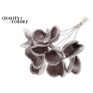 QC Badam op steel | Kleur: Champagnekleurig | Lengte bijsteker ± 50 centimeter | 10 stelen per bos | Per bos