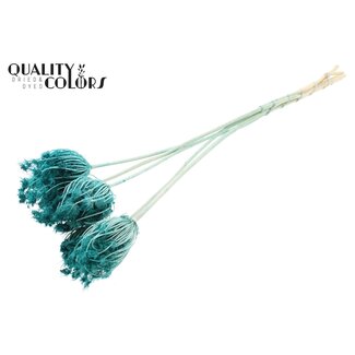 QC Getrocknete Gebleichte Ammi Majus | Farbe: Türkis | Königskraut Trockenblumen | Durchmesser ± 4 - 6 Zentimeter | Länge ± 50 Zentimeter | 5 pro Bund