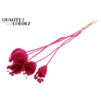 QC Dried Bleached Ammi Majus | Colour: Cherry-coloured | Queen Anne's Lace Dried Flowers | Diameter ± 4 - 6 centimetres | Length ± 50 centimetres | 5 per bunch