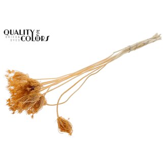 QC Dried Bleached Ammi Majus | Colour: Salmon | Queen Anne's Lace Dried Flowers | Diameter ± 2 - 4 centimetres | Length ± 50 centimetres | 10 per bunch
