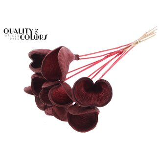 QC Badam op steel | Kleur: Rood | Lengte bijsteker ± 50 centimeter | 10 stelen per bos | Per bos