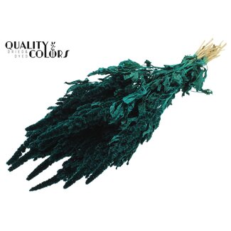 QC Dried Amaranthus | Colour: Turquoise | Cat's Tail Dried Flowers | Length ± 60 centimetres | Per bunch