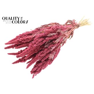 QC Gedroogde Amaranthus | Kleur: Frosted Roze | Kattenstaart Droogbloemen | Lengte ± 60 centimeter | Per bos