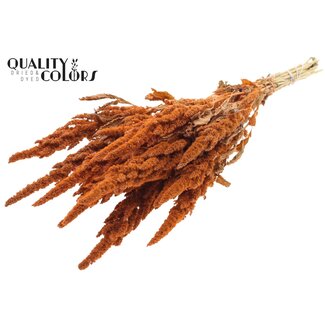 QC Gedroogde Amaranthus | Kleur: Frosted Zalmkleurig | Kattenstaart Droogbloemen | Lengte ± 60 centimeter | Per bos