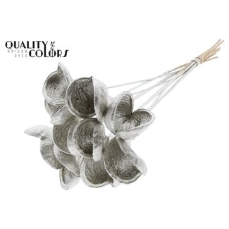 QC Almond on stem | Colour: Platinum-coloured | Length of pick ± 50 centimetres | 10 stems per bunch | Per bunch