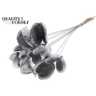 QC Badam op steel | Kleur: Zilverkleurig | Lengte bijsteker ± 50 centimeter | 10 stelen per bos | Per bos