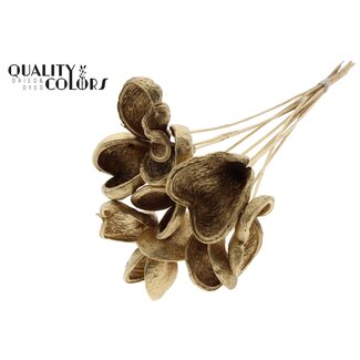 QC Badam op steel | Kleur: Antiek Goudkleurig | Lengte bijsteker ± 50 centimeter | 10 stelen per bos | Per bos