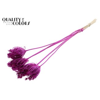 QC Dried Bleached Ammi Majus | Colour: Lilac | Queen Anne's Lace Dried Flowers | Diameter ± 4 - 6 centimetres | Length ± 50 centimetres | 5 per bunch