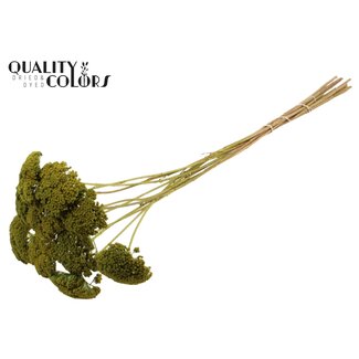 QC Achillée séchée | Couleur : Vert clair | Achillea Fleurs séchées | Longueur ± 60 centimètres | 10 tiges par bouquet | Par bouquet