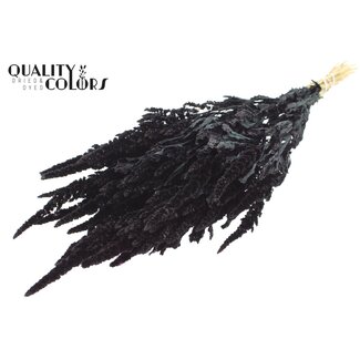 QC Getrockneter Amaranthus | Farbe: Schwarz | Katzenminze Trockenblumen | Länge ± 60 Zentimeter | Pro Bund