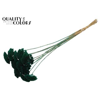 QC Dried Yarrow | Colour: Turquoise | Achillea Dried Flowers | Length ± 60 centimetres | 10 stems per bunch | Per bunch