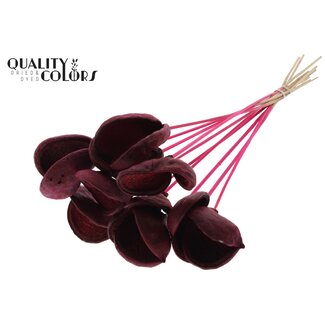 QC Almond on stem | Colour: Cherry-coloured | Length of stick approximately 50 centimetres | 10 stems per bunch | Per bunch