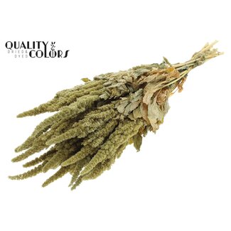 QC Getrockneter Amaranthus | Farbe: Natürliches Grün | Katzenschwanz Trockenblumen | Länge ± 60 Zentimeter | Pro Bund