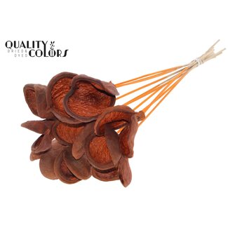 QC Badam op steel | Kleur: Oranje | Lengte bijsteker ± 50 centimeter | 10 stelen per bos | Per bos