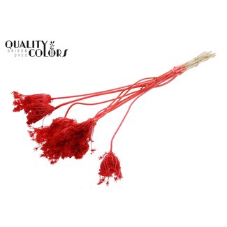 QC Dried Bleached Ammi Majus | Colour: Coral | Queen Anne's Lace Dried Flowers | Diameter ± 2 - 4 centimetres | Length ± 50 centimetres | 10 per bunch