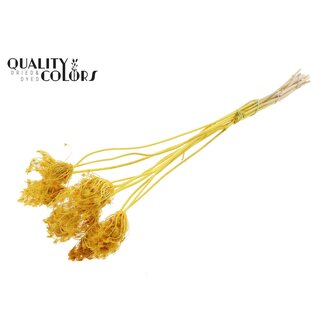 QC Getrocknete Gebleichte Ammi Majus | Farbe: Gelb | Bischofskraut Trockenblumen | Durchmesser ± 2 - 4 Zentimeter | Länge ± 50 Zentimeter | 10 pro Bund