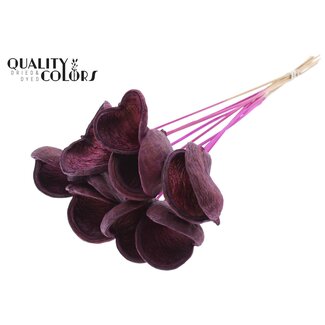 QC Almond on stem | Colour: Lilac | Length of stick approximately 50 centimetres | 10 stems per bunch | Per bunch