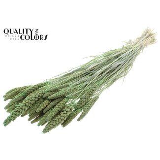 QC Getrocknete Setaria | Farbe: Frosted Mintgrün | Fuchsschwanz Trockenblumen | Länge ± 70 Zentimeter | Gewicht 200 Gramm | Pro Bund