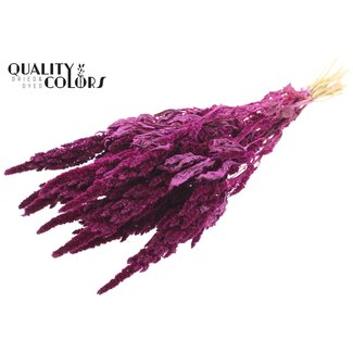 QC Amaranthus séché | Couleur : Lilas | Fleurs séchées Queue de chat | Longueur ± 60 centimètres | Par bouquet
