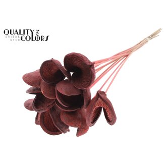 QC Badam op steel | Kleur: Koraalkleurig | Lengte bijsteker ± 50 centimeter | 10 stelen per bos | Per bos