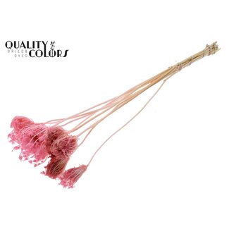 QC Dried Bleached Ammi Majus | Colour: Pink | Queen Anne's Lace Dried Flowers | Diameter ± 2 - 4 centimetres | Length ± 50 centimetres | 10 per bunch