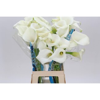 Freshy Zantedeschia Capt Ventura