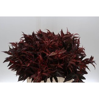 Freshy Leucothoe Abs Red
