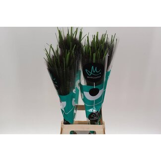 Freshy Pennisetum Black Fox