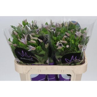 Freshy Clematis Amazing Miami