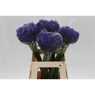 Freshy Agapanthus Atlantic Ocean