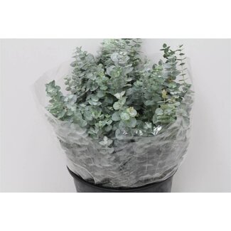 Freshy Eucalyptus Baby Blue 150gr Short (p. bos)