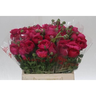 Freshy Ranunculus Cloony L X10 Ciclamino