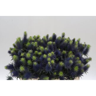 Freshy Eryngium Supernova Qstar
