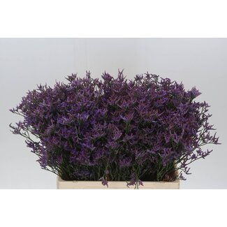 Freshy Limonium Piuma Dark Blue