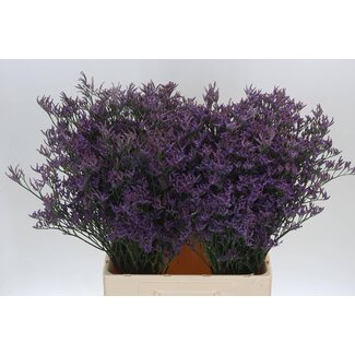 Freshy Limonium Piuma Dark Blue