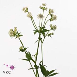 Freshy Astrantia Billion Stars