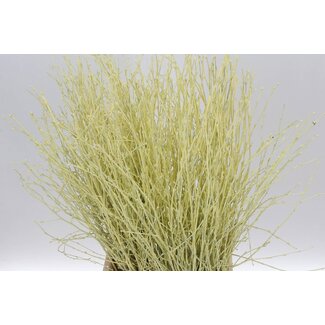 Freshy Berkentakken | Kleur: Crèmekleurig | Lengte ± 60 centimeter | Per 5 takken