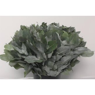 Freshy Eucalyptus Potlood 10 Stems (p. bos)