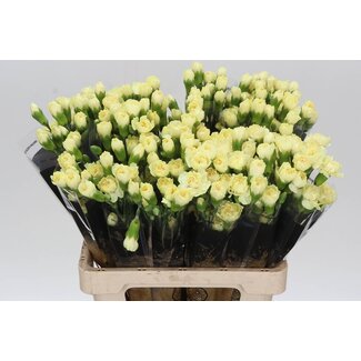 Freshy Trosanjer Xanthe