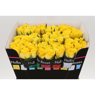 Freshy Rosa Moonwalk