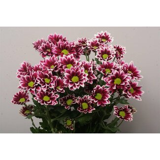 Freshy Chrysant T Haydar