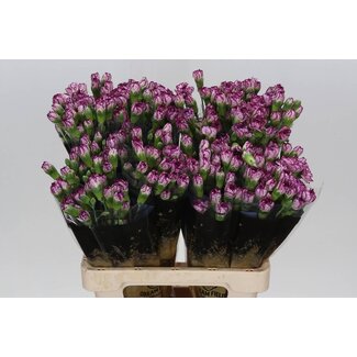 Freshy Trosanjer Spectro