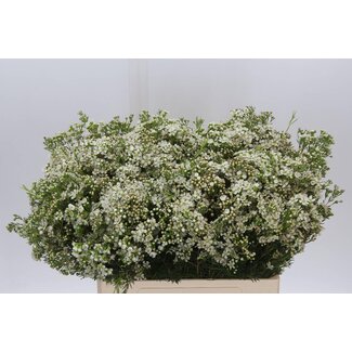 Freshy Chamelaucium Un Jupite Moon