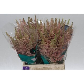 Freshy Astilbe Ch Vi Inferno